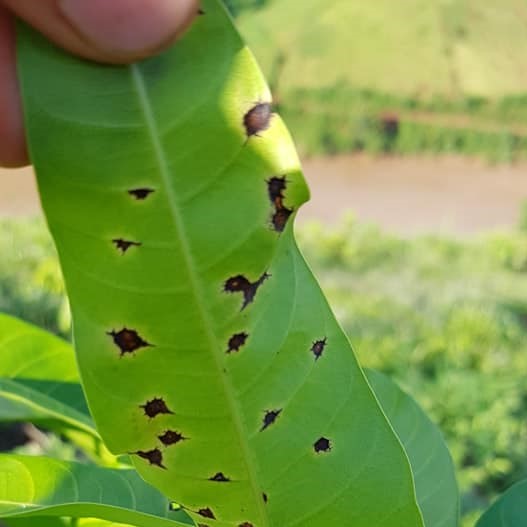 Bệnh thán thư hại xoài phát sinh và gây hại nặng nhất trên những bộ phận non của cây như thế nào?
