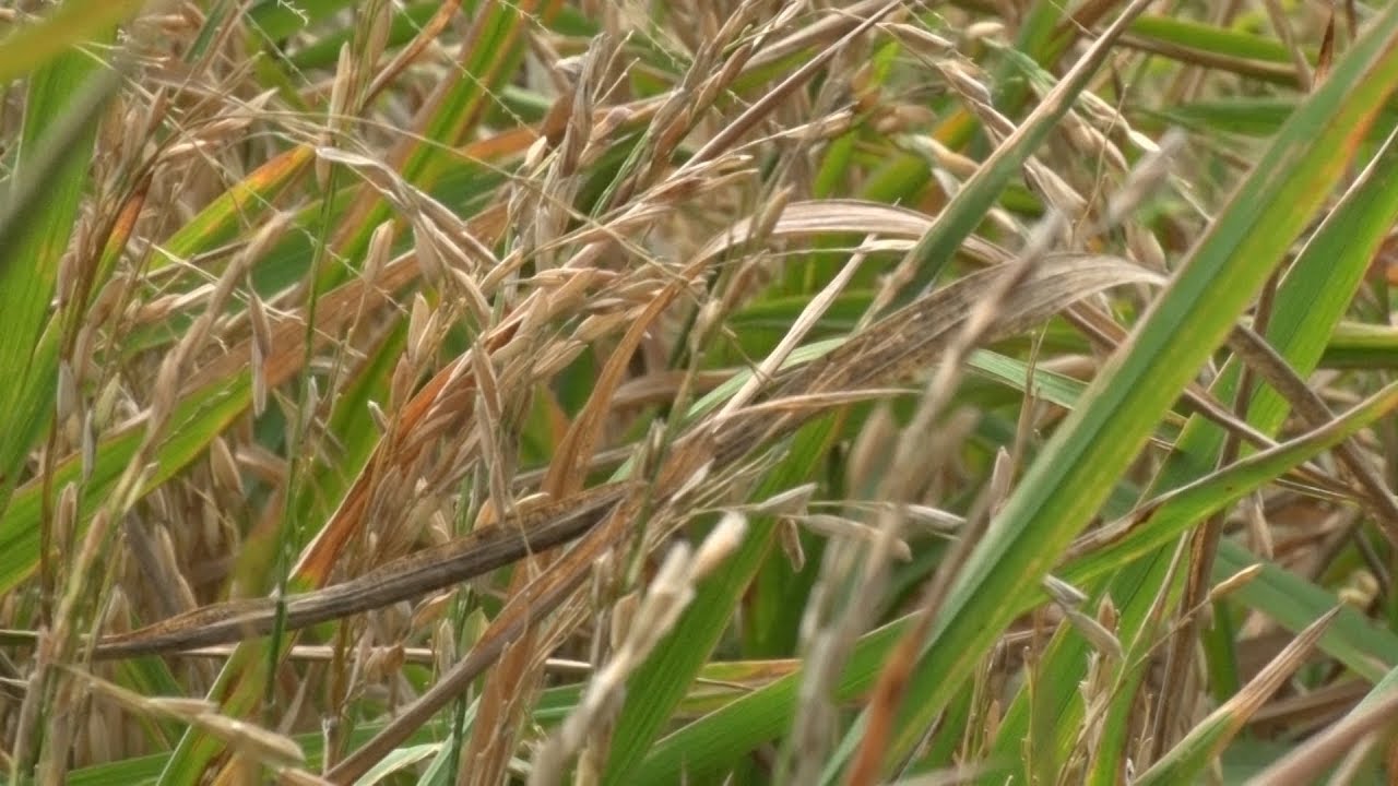 bệnh vàng lùn lùn xoắn lá lúa