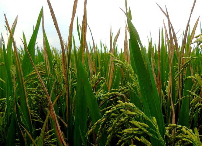 bệnh vi khuẩn trên lúa