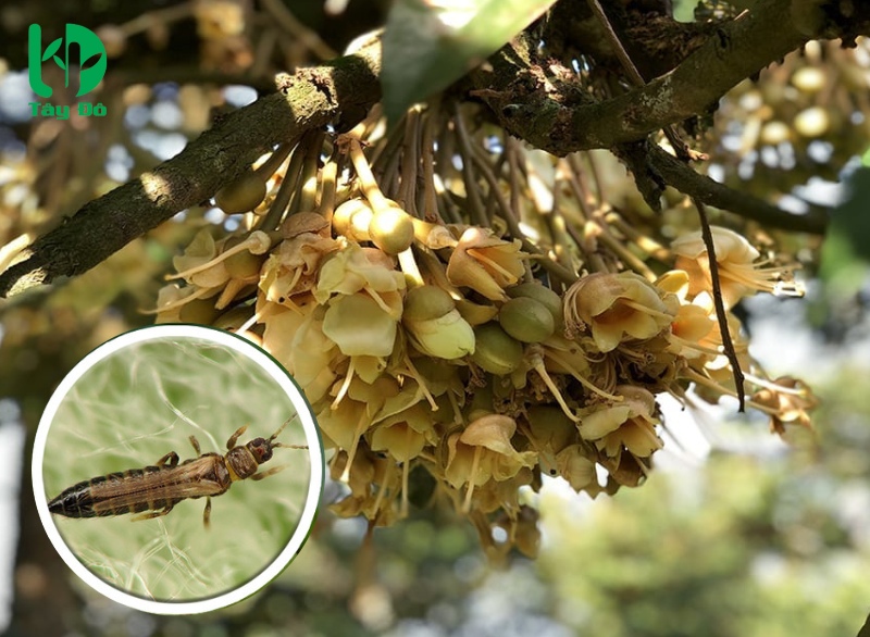 bọ trỉ hại sầu riêng