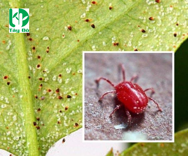 nhện đỏ hại sầu riêng