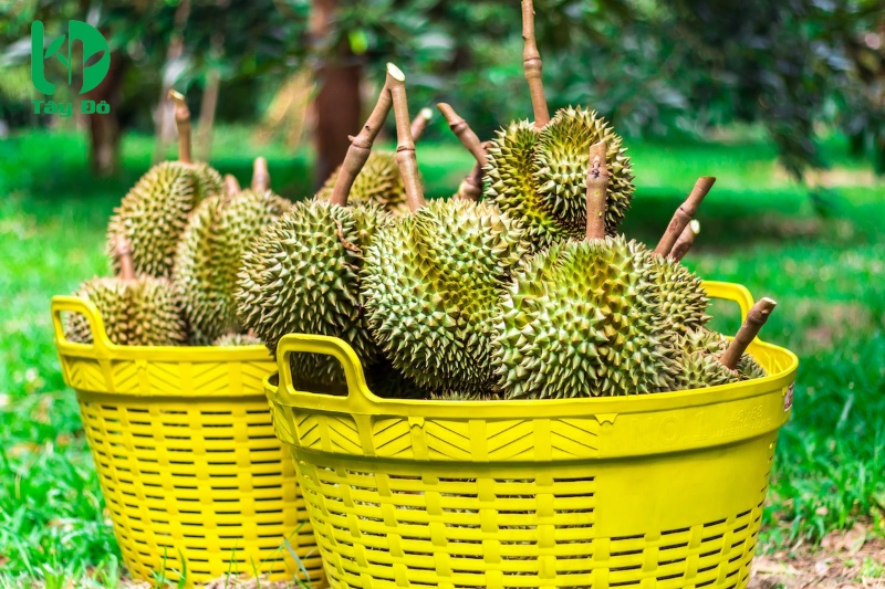 tuyến trùng rễ sầu riêng
